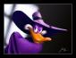 Profile picture for user Dark Wing Duck
