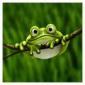 Profile picture for user greeny